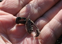 Pelargonium ternifolium