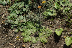 Euphorbia ecklonii