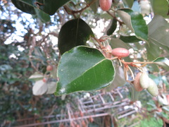 Elaeagnus macrophylla