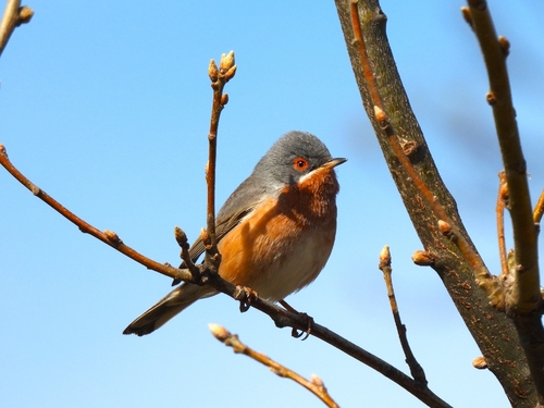 Curruca carrasqueña occidental (Curruca iberiae)