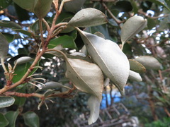 Elaeagnus macrophylla