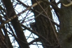 Athene noctua vidalii
