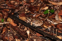 Aglyptodactylus laticeps