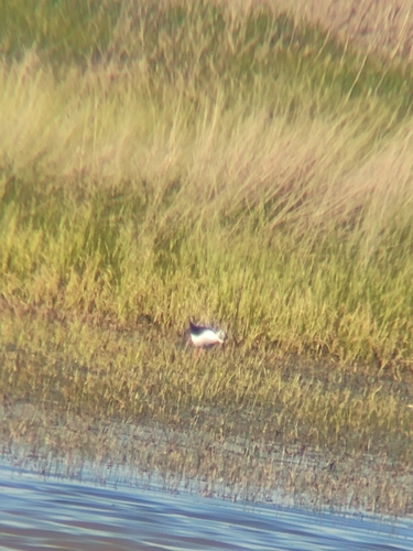 iNaturalist: (c) Nico Martinez Torres, some rights reserved (CC BY-NC), uploaded by Nico Martinez Torres iNaturalist image