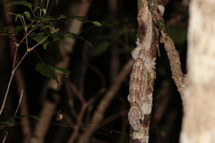 Blaesodactylus sakalava