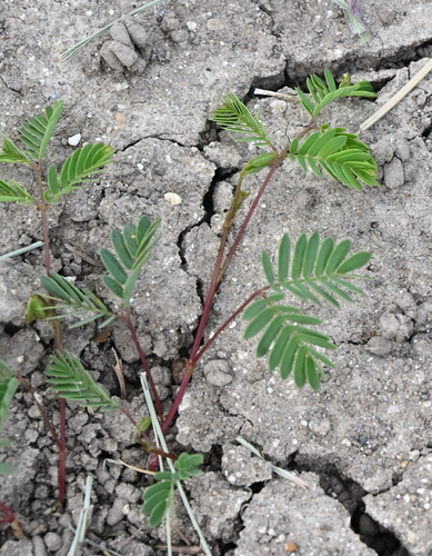 Prairie Bundleflower (Desmanthus leptolobus)
