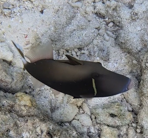 Sufflamen chrysopterum