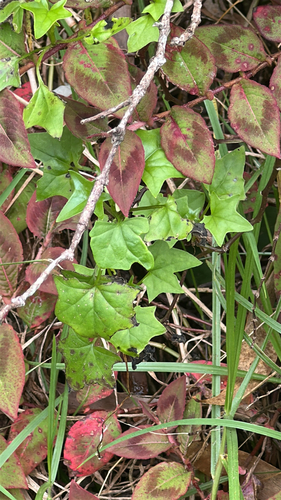 Delairea odorata observed 2026-04-05