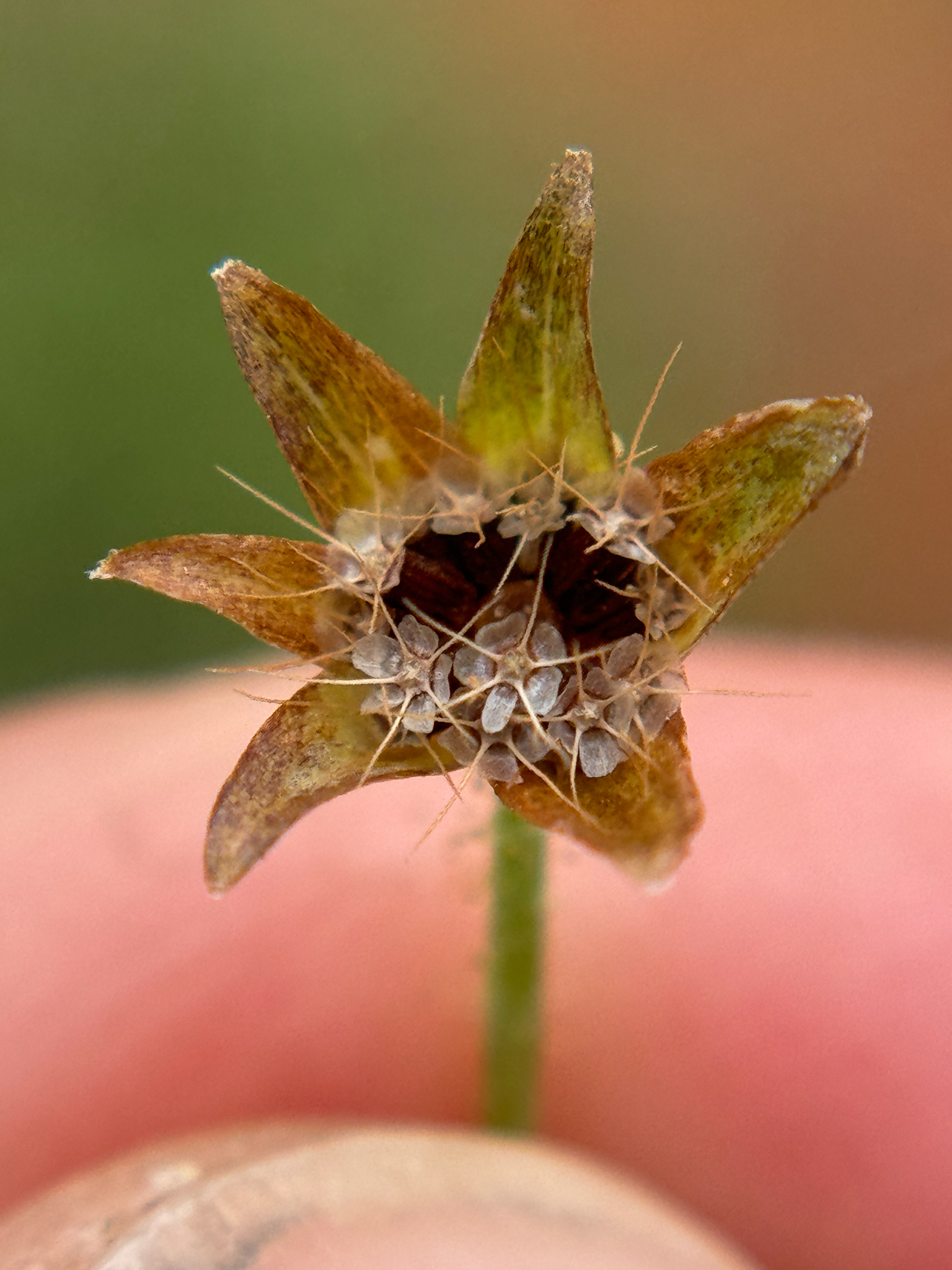 Dwarf Dandelion (Krigia occidentalis)