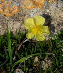 Helianthemum obtusifolium