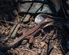 Ameiva tobagana