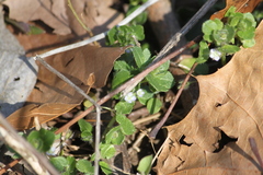 Veronica hederifolia-sublobata-triloba