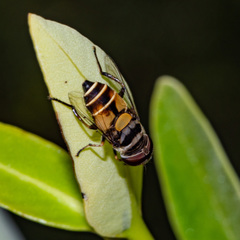 Palpada agrorum
