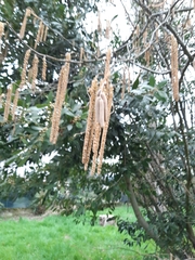 Corylus avellana
