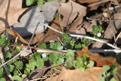 Veronica hederifolia-sublobata-triloba