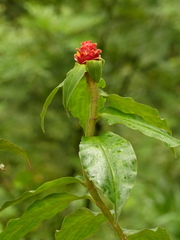 Costus montanus