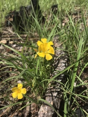 Oxalis texana
