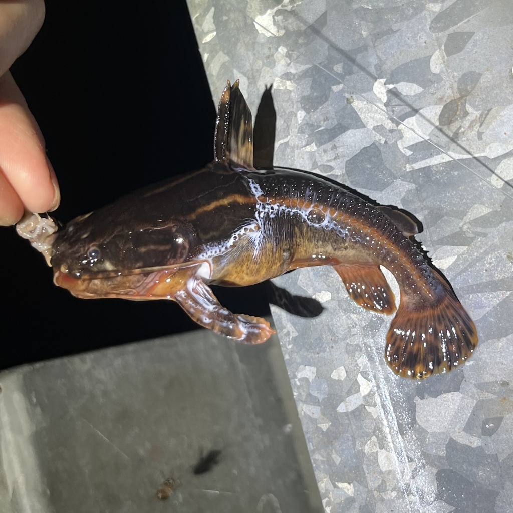 Spiny catfish (Acanthodoras cataphractus) — Doradidae