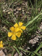 Oxalis texana