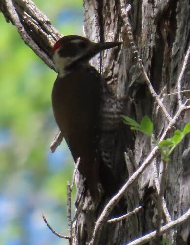 Arizona Woodpecker (Leuconotopicus arizonae), photo 6