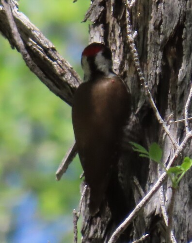 Arizona Woodpecker (Leuconotopicus arizonae), photo 7