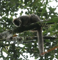 Eulemur rufifrons