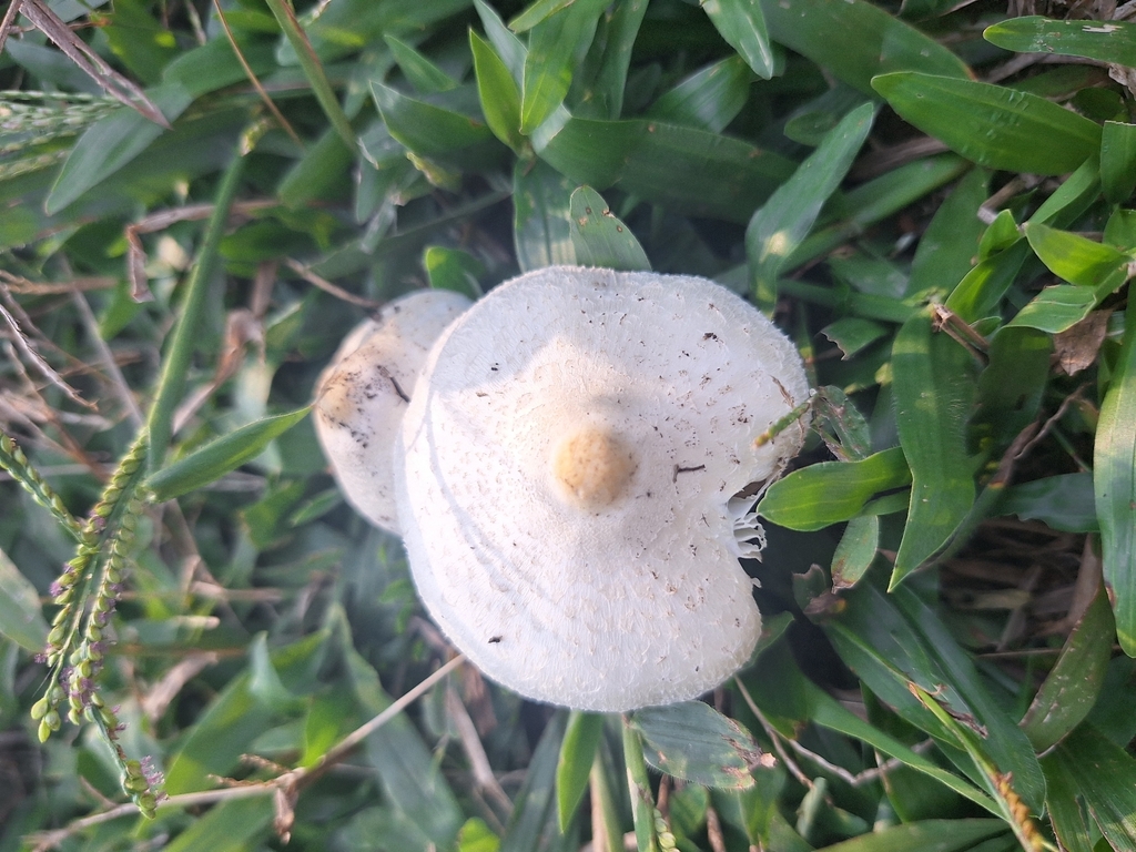 Chlorophyllum hortense · April 2026 · photo: © rafaelmiosso (iNaturalist, cc-by)
