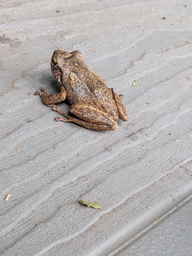 Eleutherodactylus coqui observed 2026-03-29
