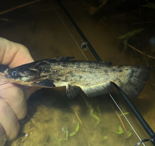 Driftwood catfish (Trachelyopterus galeatus) — Auchenipteridae