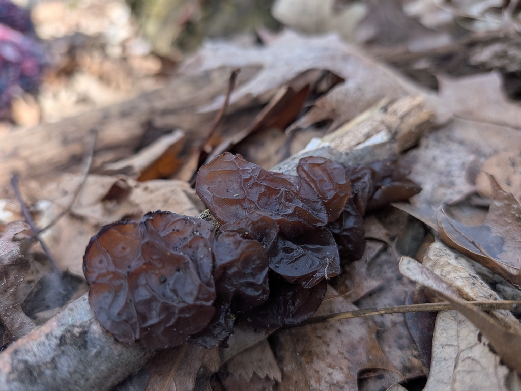 Exidia crenata · April 2026 · photo: © curlsunfurled (iNaturalist, cc-by)
