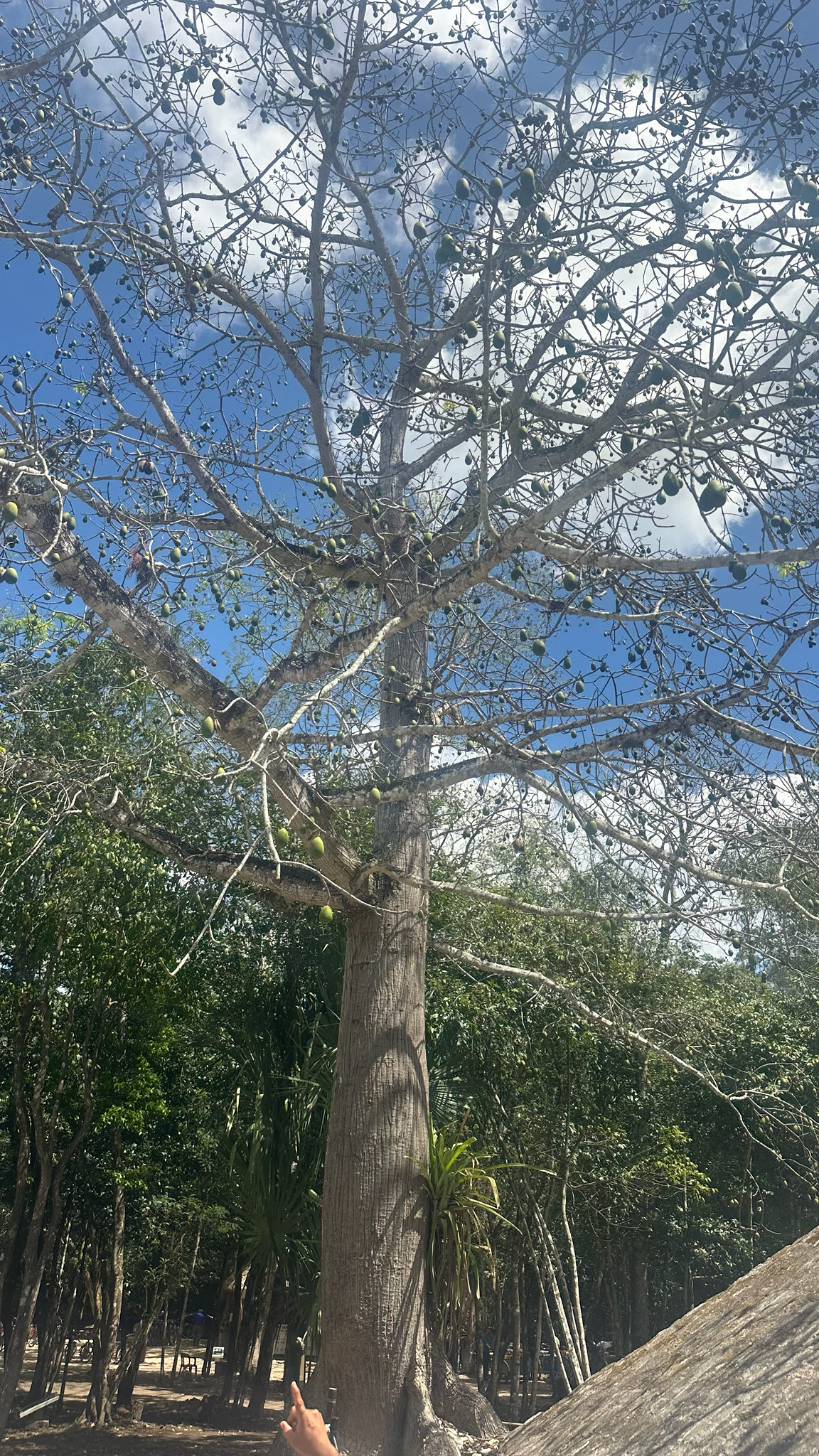 Kapok (Ceiba pentandra)