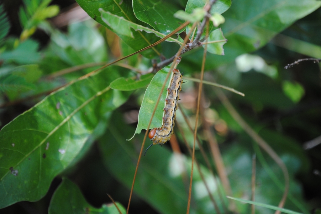 Florida Oakworm Moth