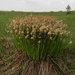 Carex cespitosa - Photo (c) Anatoliy Khapugin, algunos derechos reservados (CC BY-NC-SA), subido por Anatoliy Khapugin