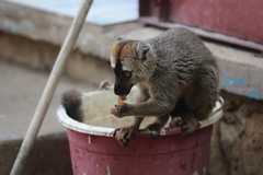 Eulemur rufifrons