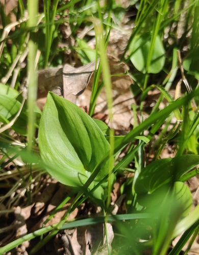 May Lily (Maianthemum bifolium)