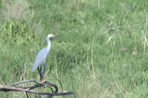 iNaturalist: (c) alexmunofer, some rights reserved (CC BY-NC) iNaturalist image