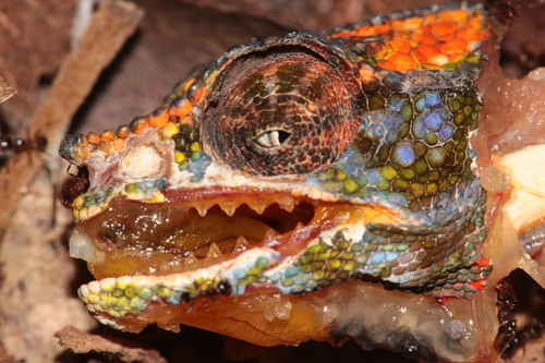 Labord’s chameleon, Furcifer labordi