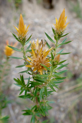 Chuquiraga parviflora, photograph 6