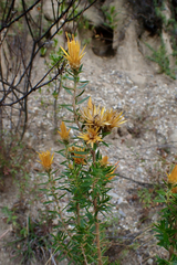 Chuquiraga parviflora