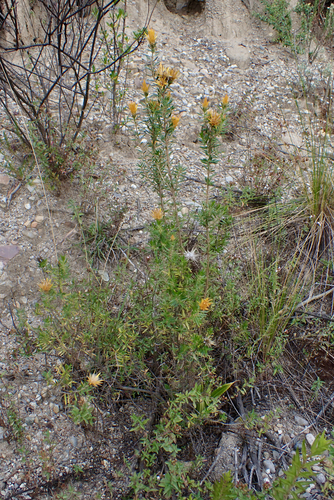 Chuquiraga parviflora, photograph 5