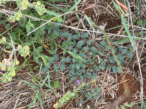 Wedgeleaf Prairie Clover (Dalea emarginata)