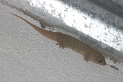 Geckolepis