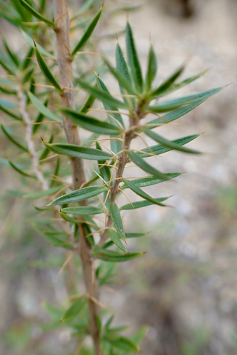 Chuquiraga parviflora, photograph 3