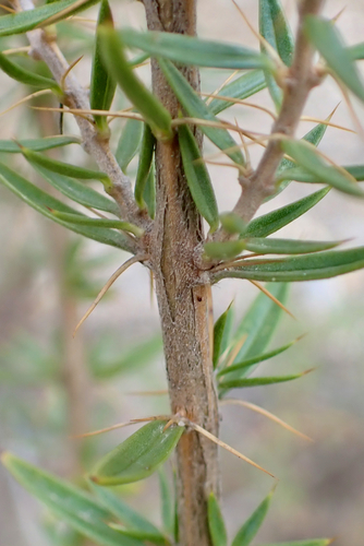 Chuquiraga parviflora, photograph 4