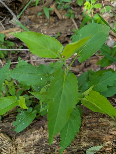 Drummond's aster (Symphyotrichum drummondii)