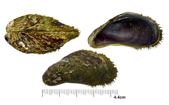 Modiolus auriculatus