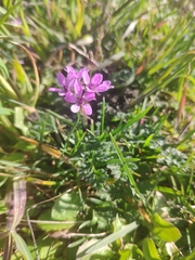 Erodium cicutarium
