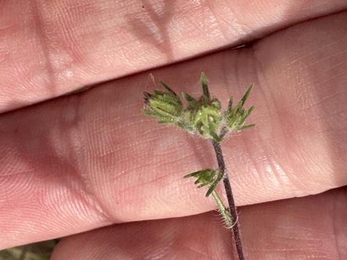 False Rosinweed (Osmadenia tenella)