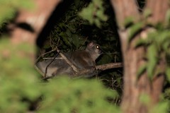 Lepilemur ruficaudatus