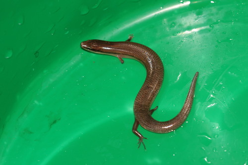 Madagascar Coastal Skink, Madascincus polleni